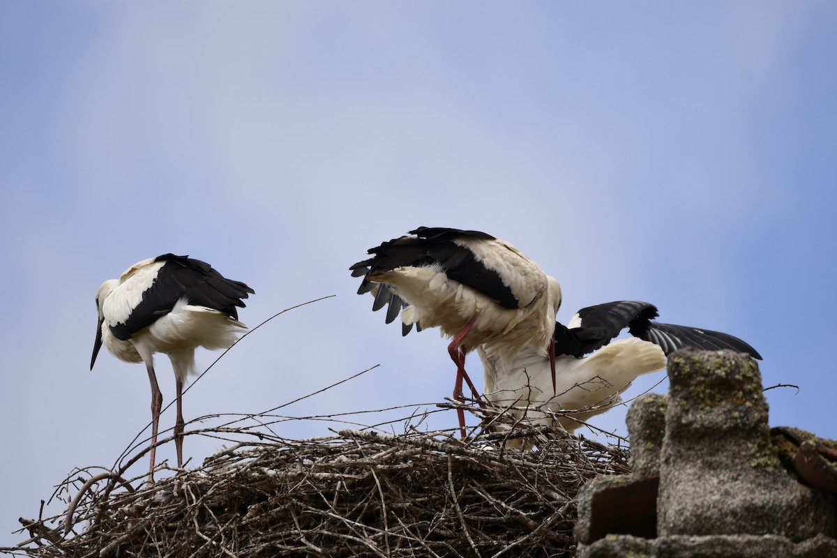 White Stork - ML620826216