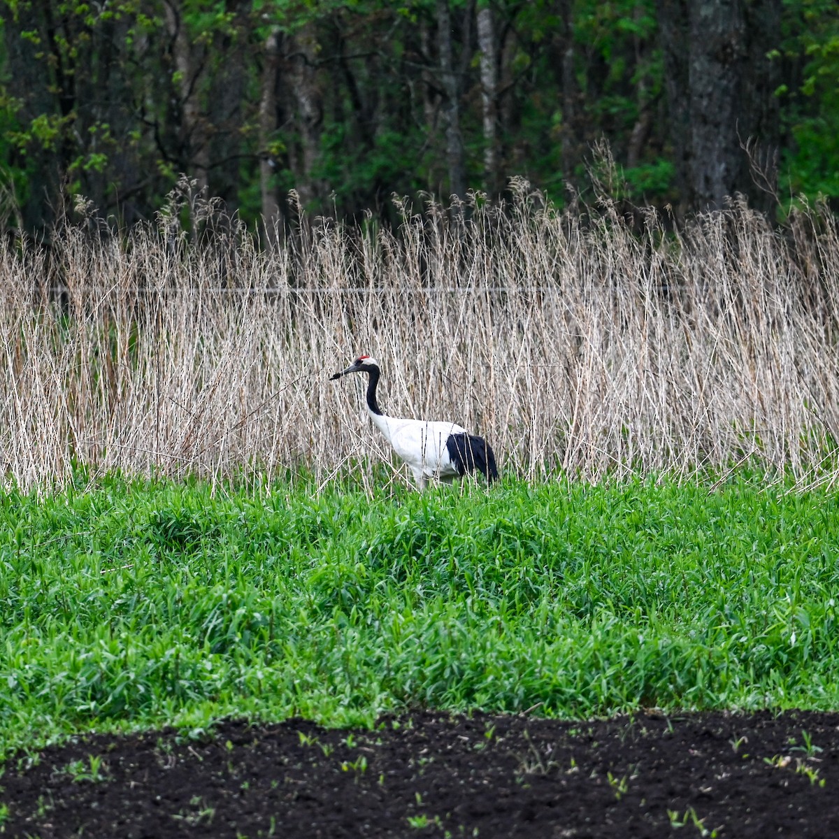 Red-crowned Crane - ML620826217