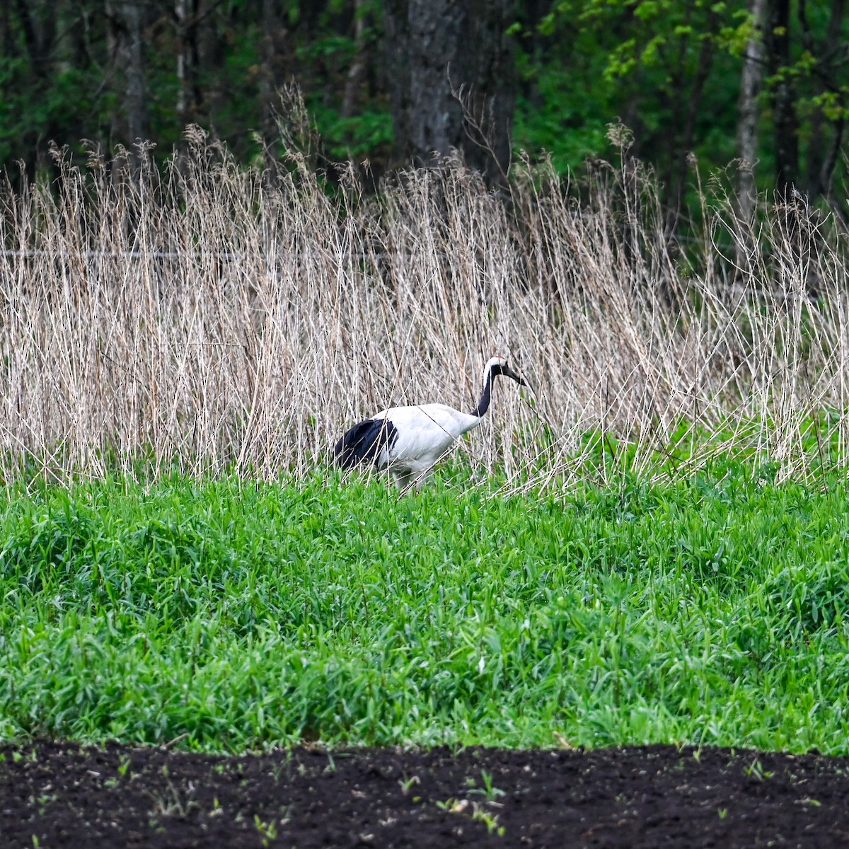 Red-crowned Crane - ML620826218