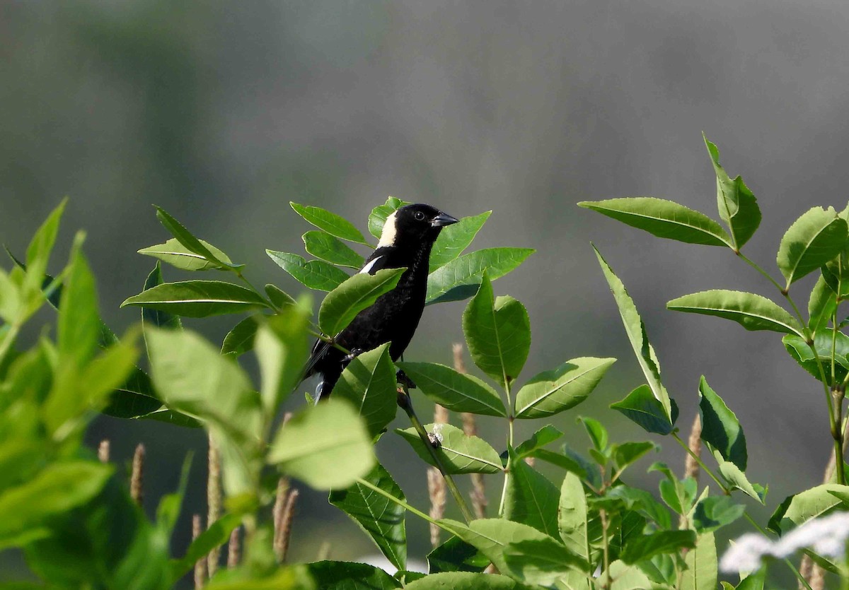 bobolink americký - ML620826219