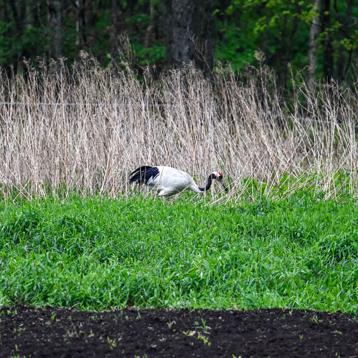 Red-crowned Crane - ML620826220