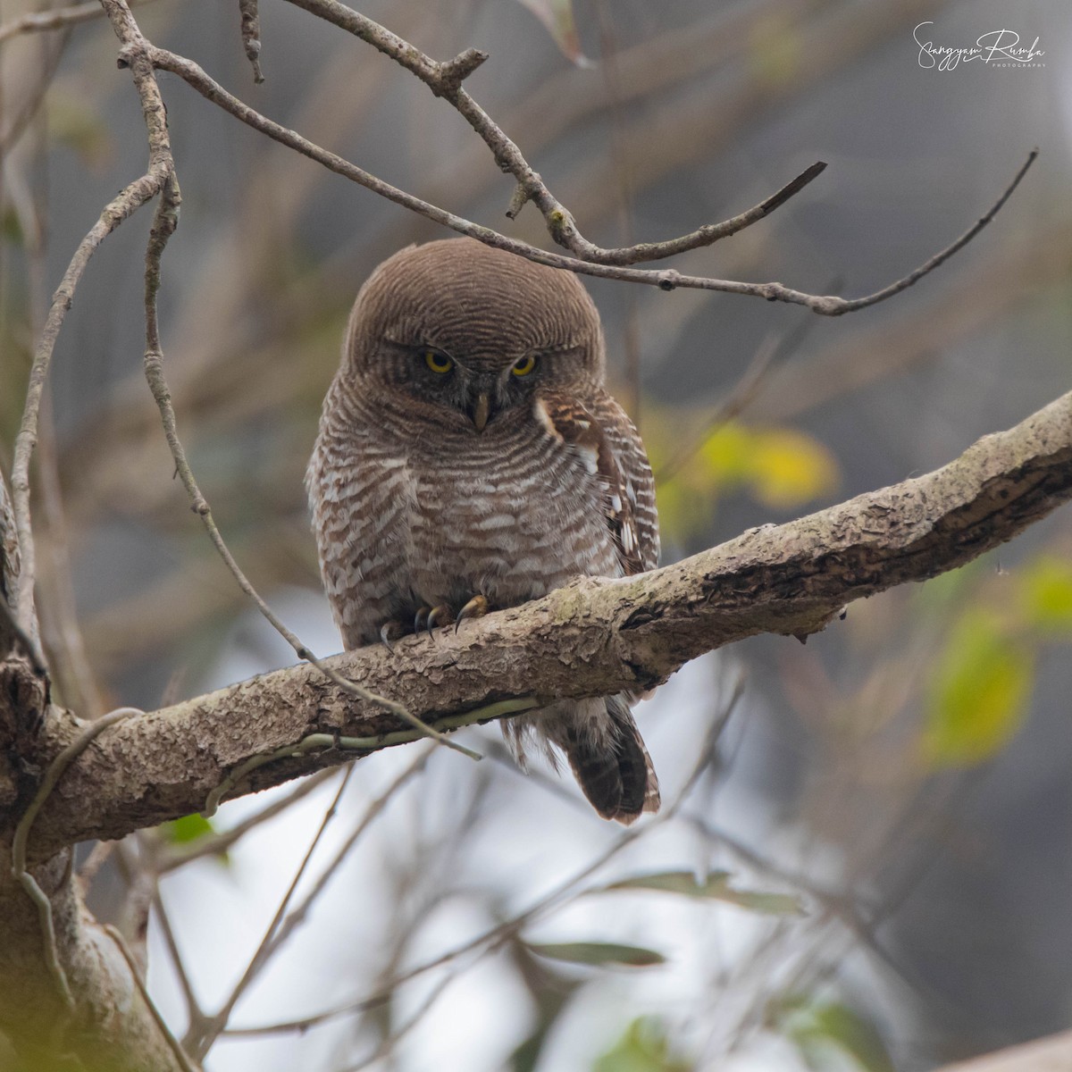 Jungle Owlet - Samyam Rumba