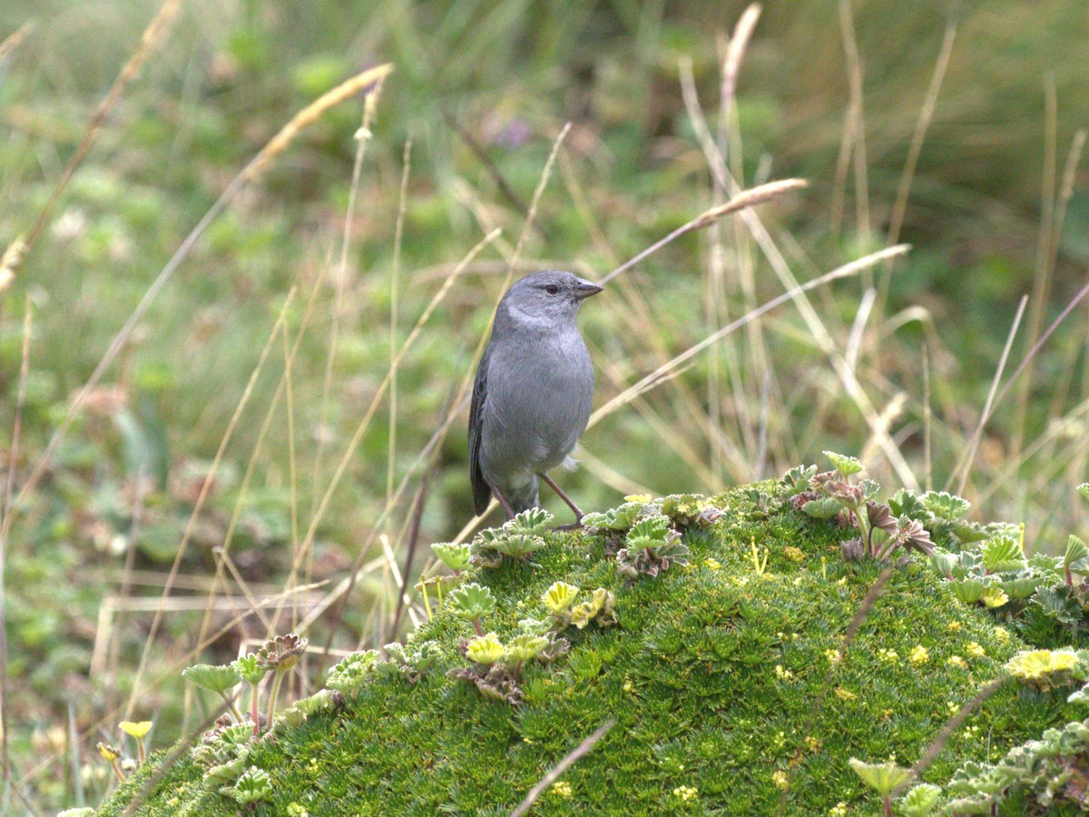 Plumbeous Sierra Finch - ML620826225