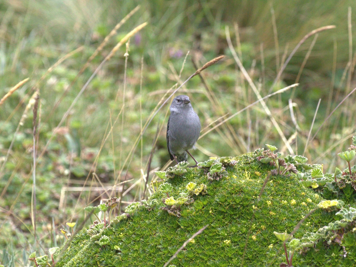 Plumbeous Sierra Finch - ML620826226