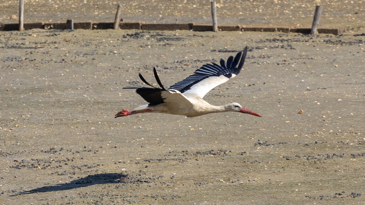 White Stork - ML620826227