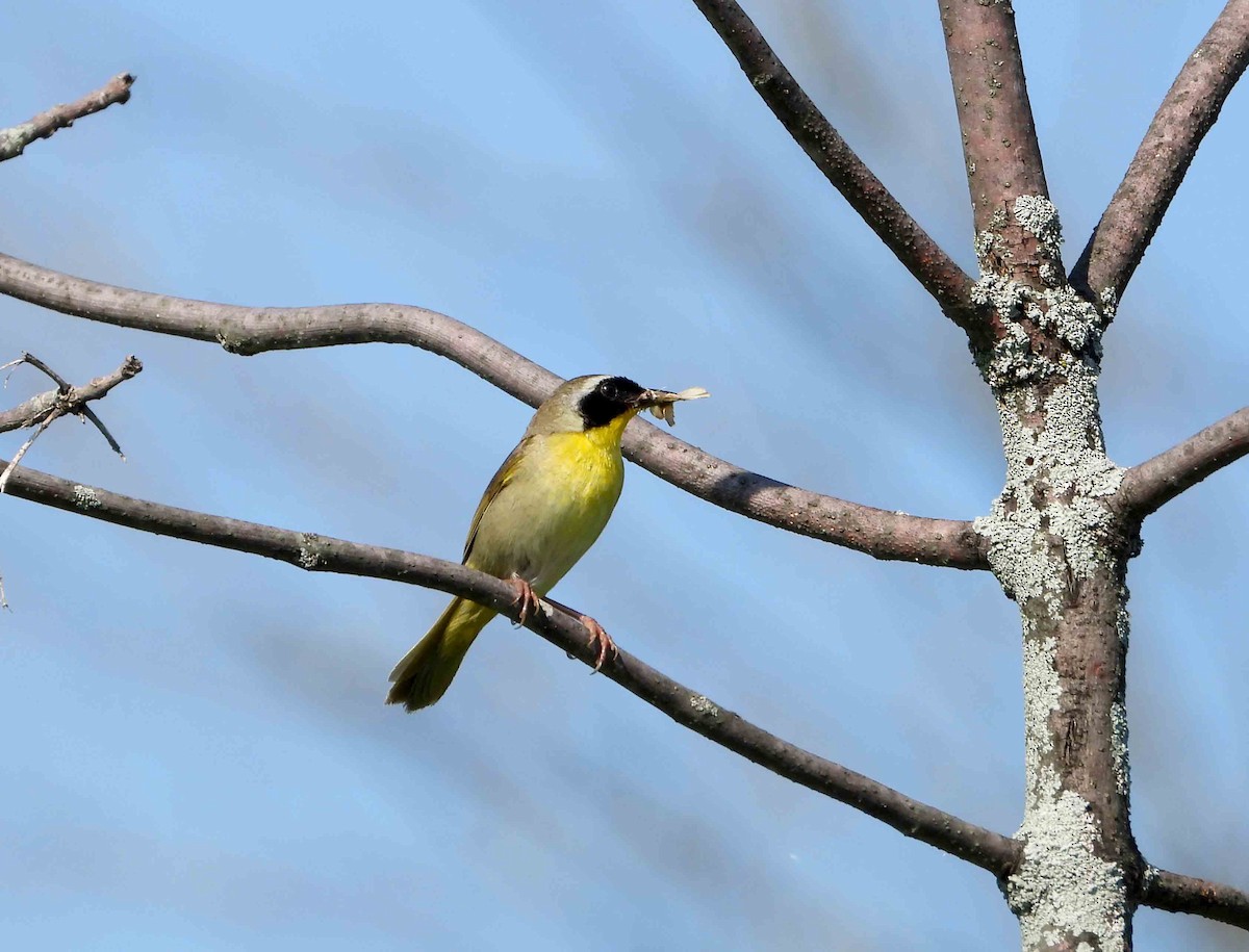 Common Yellowthroat - ML620826229