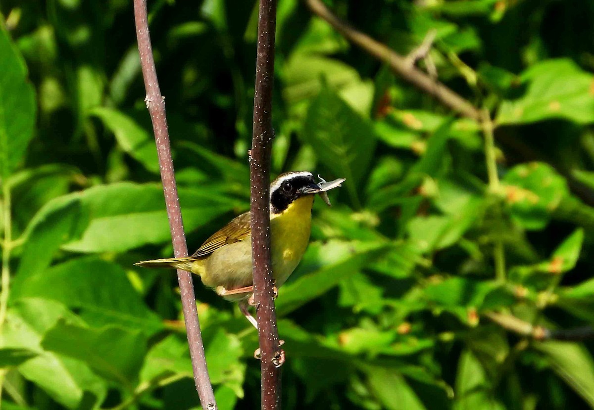 Common Yellowthroat - ML620826230