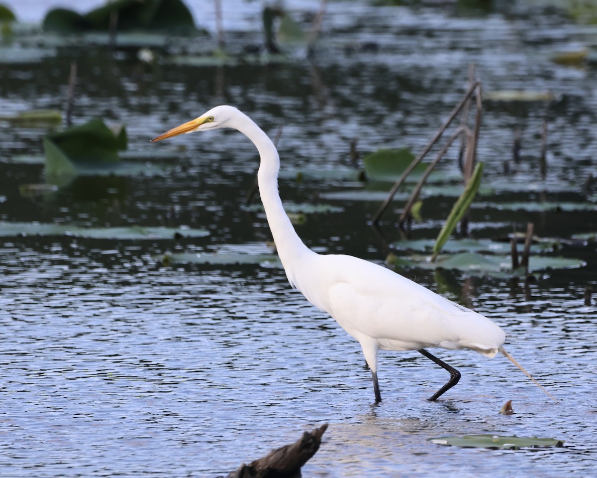 Great Egret - ML620826231