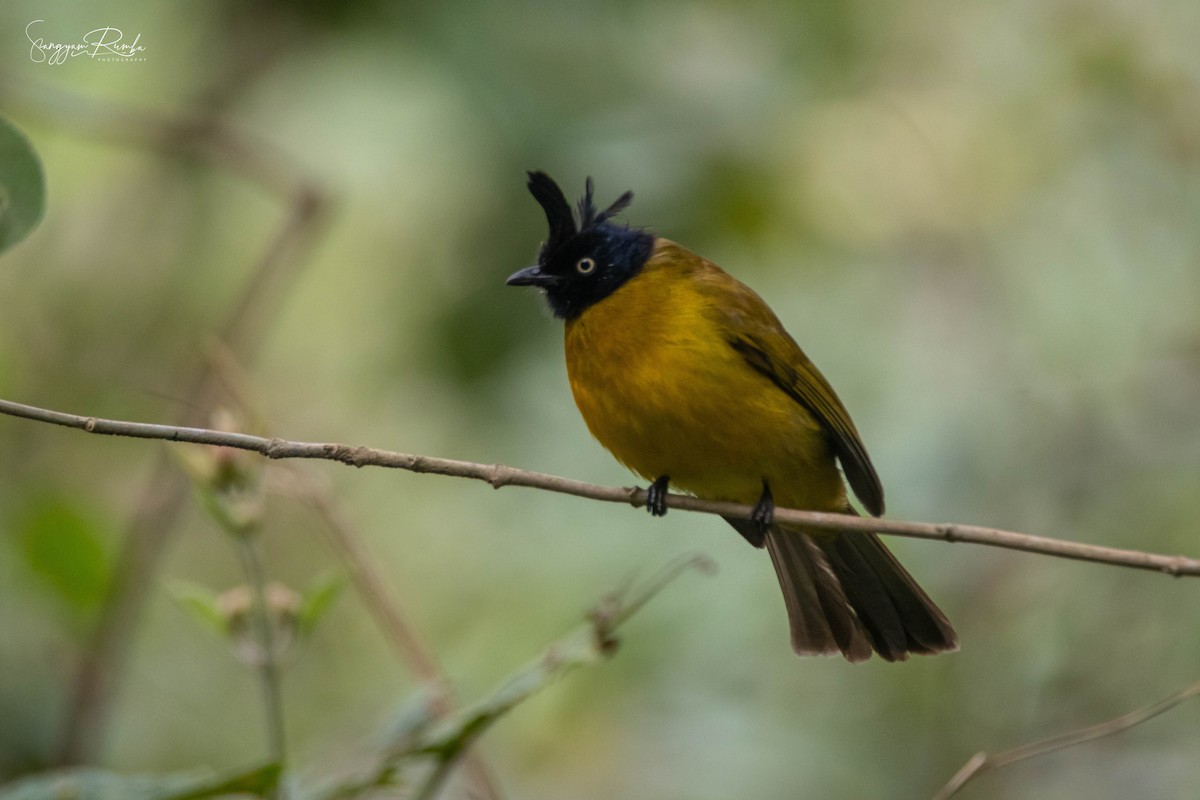 Black-crested Bulbul - Samyam Rumba