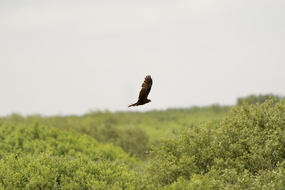 Western Marsh Harrier - ML620826237