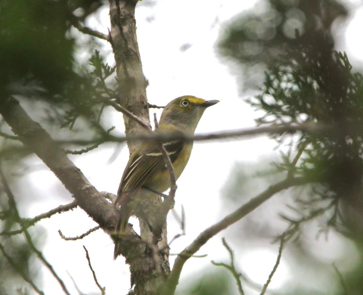 Ak Gözlü Vireo - ML620826239