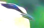 Gull-billed Tern - ML620826241
