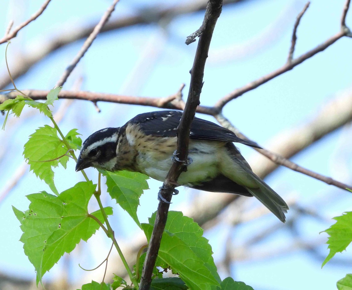 Rose-breasted Grosbeak - ML620826242