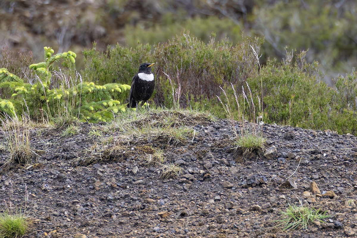 Ring Ouzel - ML620826243