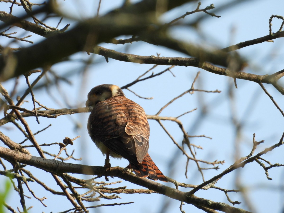 American Kestrel - ML620826244