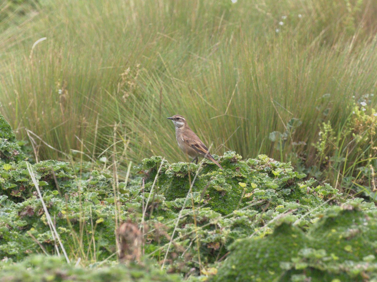 Chestnut-winged Cinclodes - ML620826245