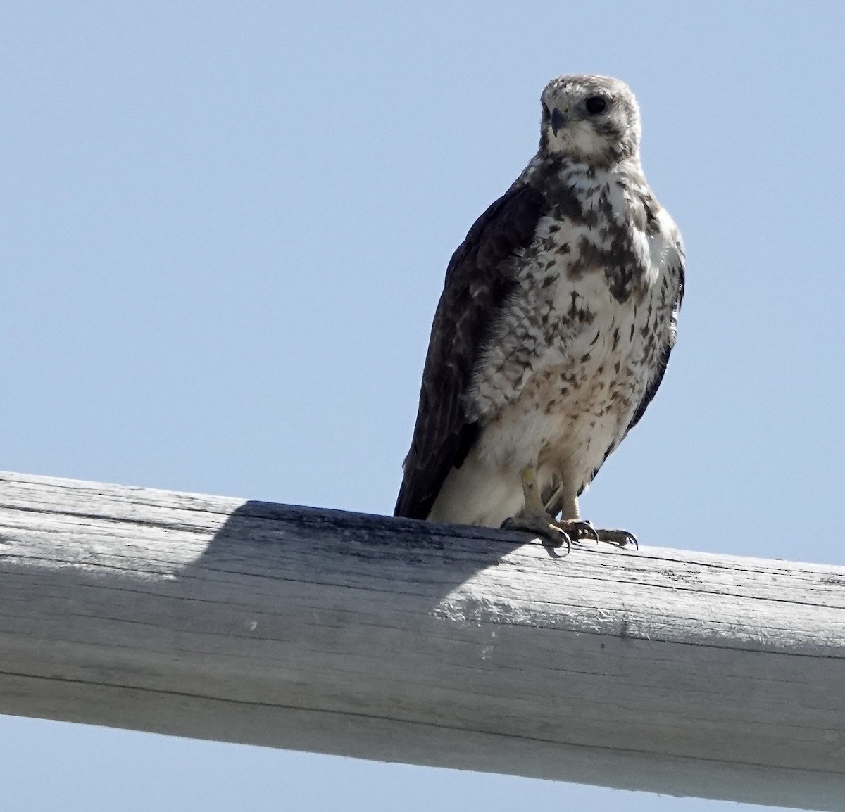 Swainson's Hawk - ML620826247