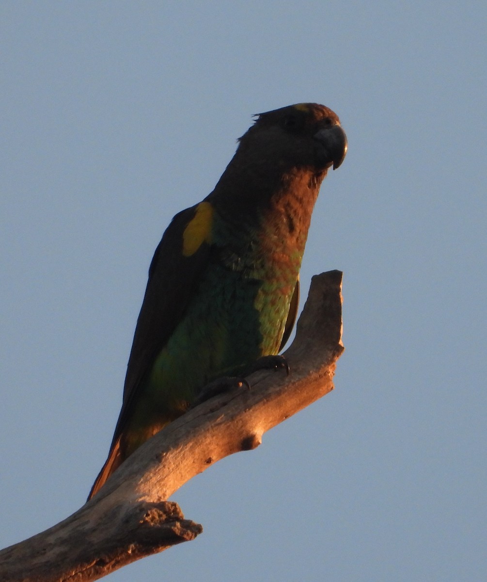 Brown-necked Parrot - ML620826248