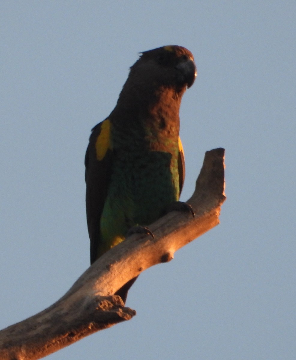 Brown-necked Parrot - ML620826249