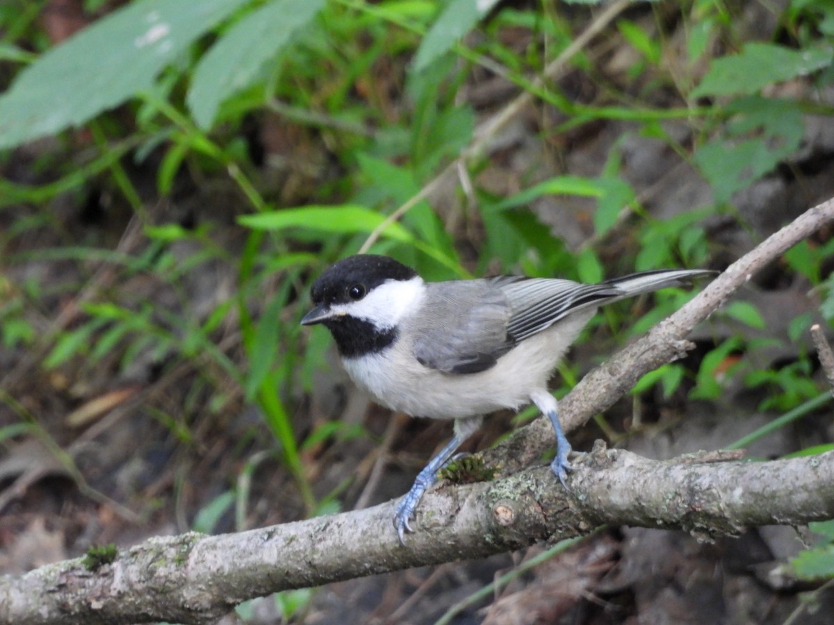 Carolina Chickadee - ML620826250