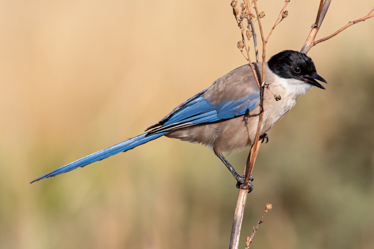 Pie-bleue ibérique - ML620826251