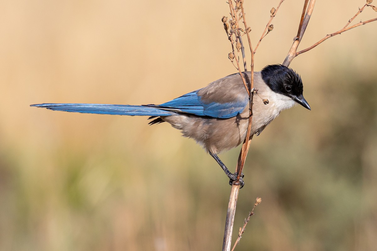 Iberian Magpie - ML620826252