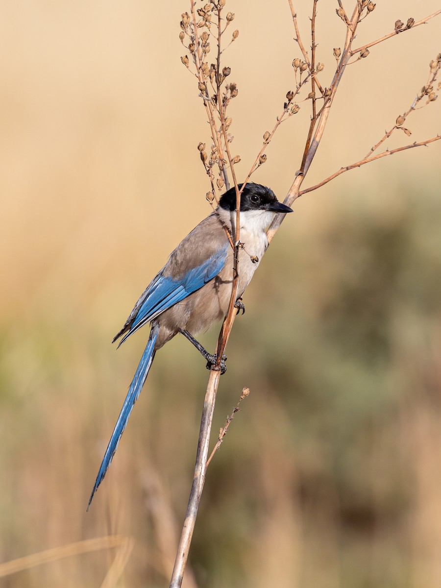 Pie-bleue ibérique - ML620826253