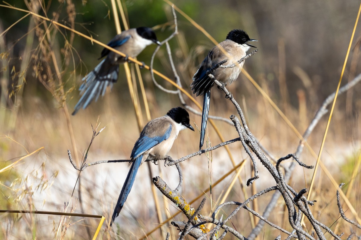 Iberian Magpie - ML620826254