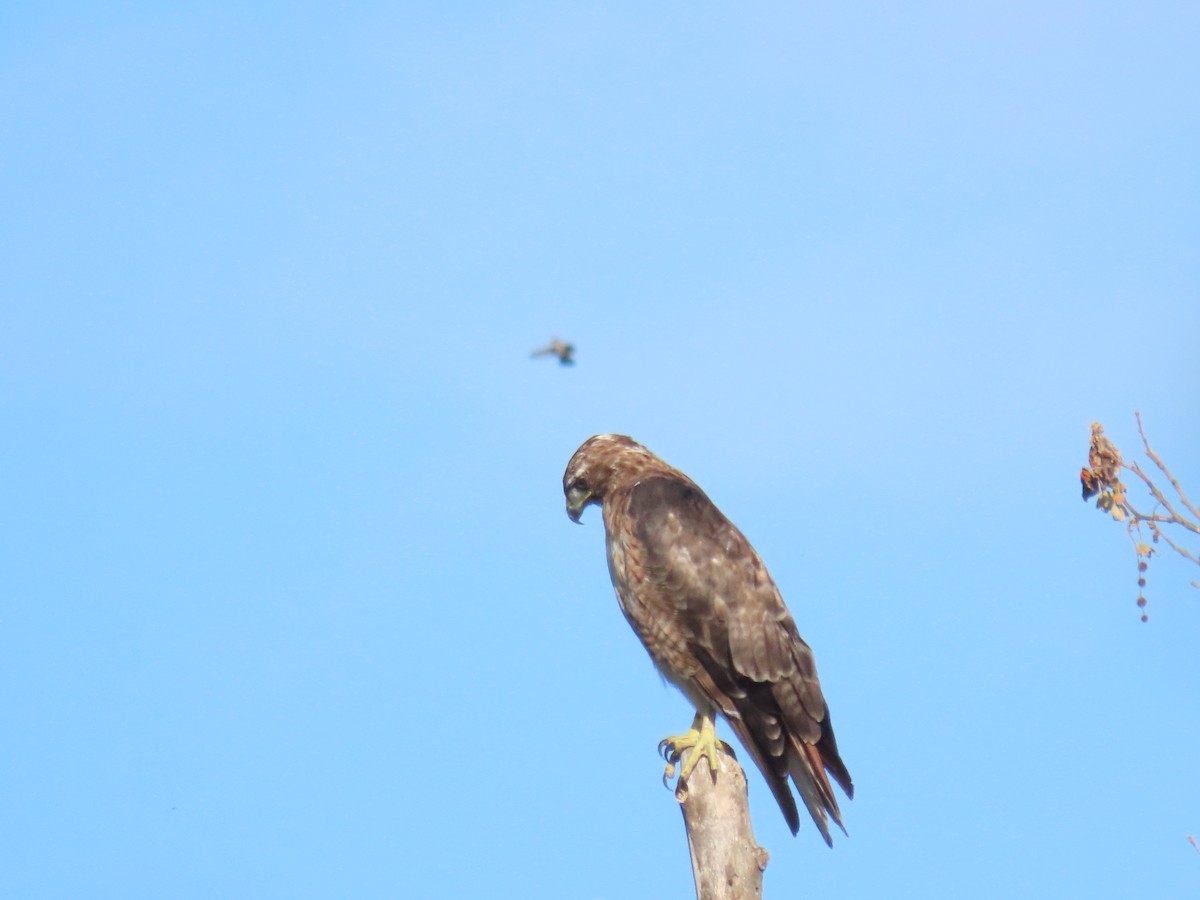 Red-tailed Hawk - ML620826255