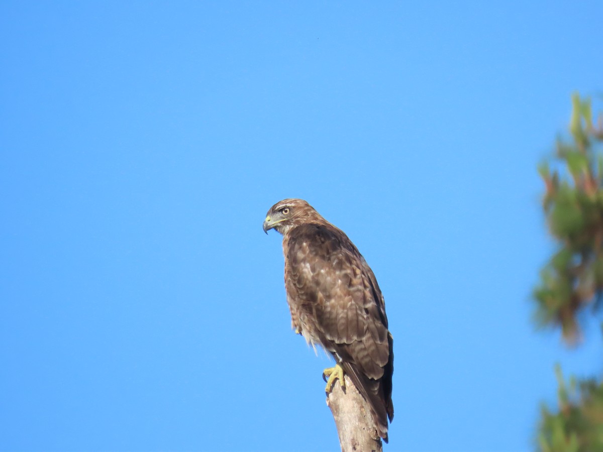 Red-tailed Hawk - Nancy Salem