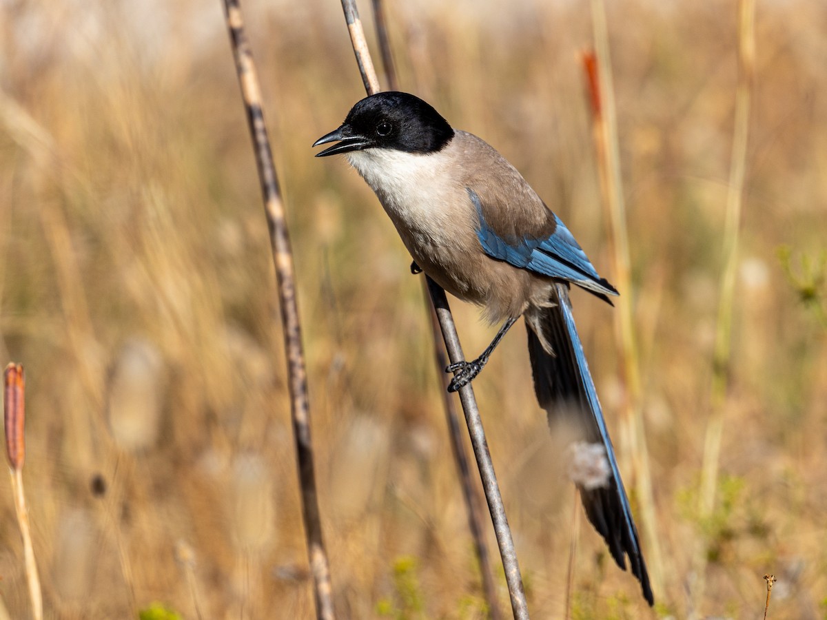 Pie-bleue ibérique - ML620826257