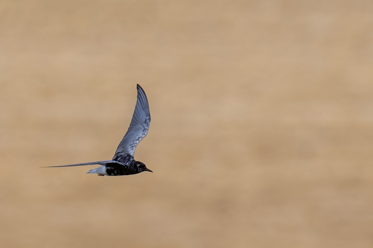 White-winged Tern - ML620826258