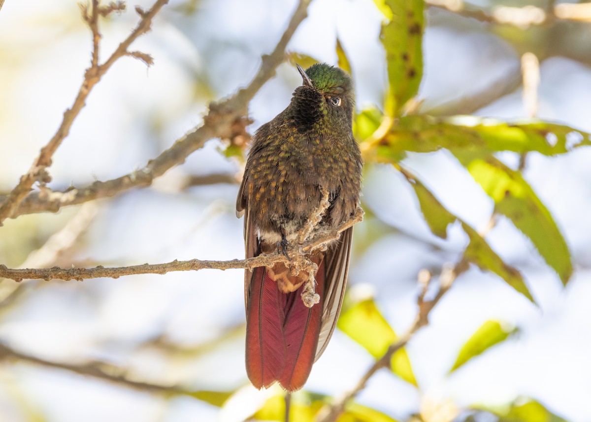 Perija Metaltail - ML620826259