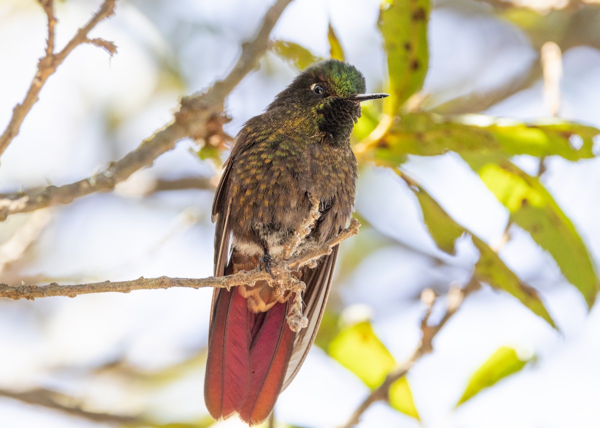 Perija Metaltail - ML620826260