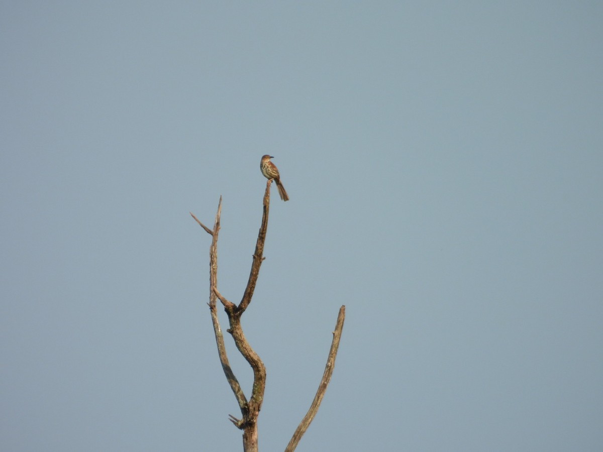 Brown Thrasher - ML620826261