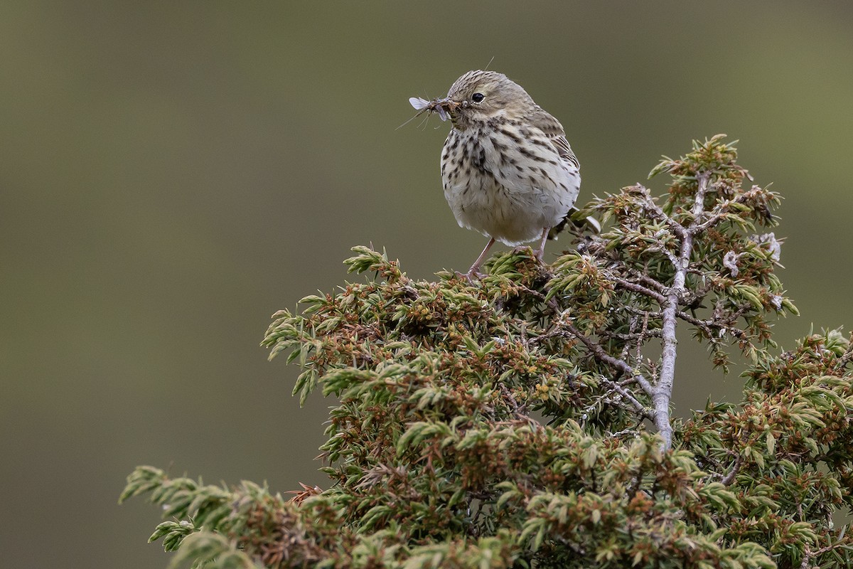 Meadow Pipit - ML620826262