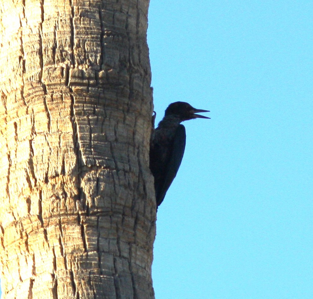 Lewis's Woodpecker - ML620826271