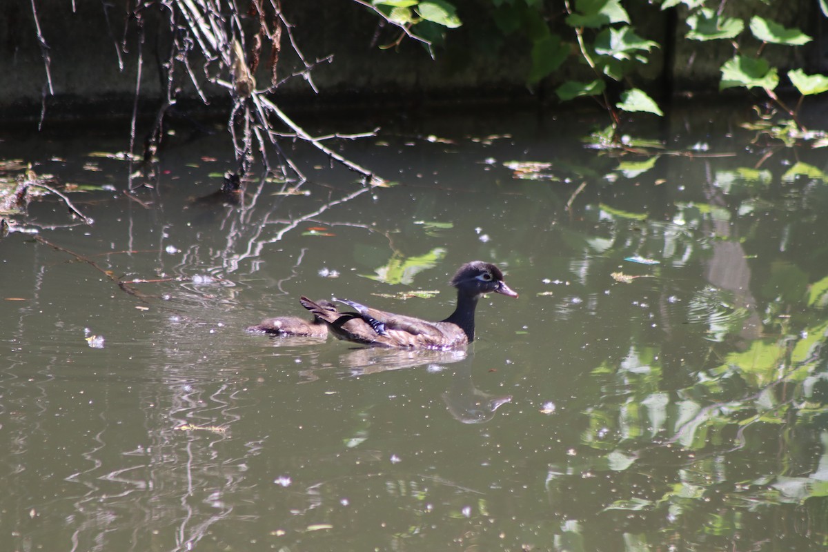 Wood Duck - Cory Ruchlin