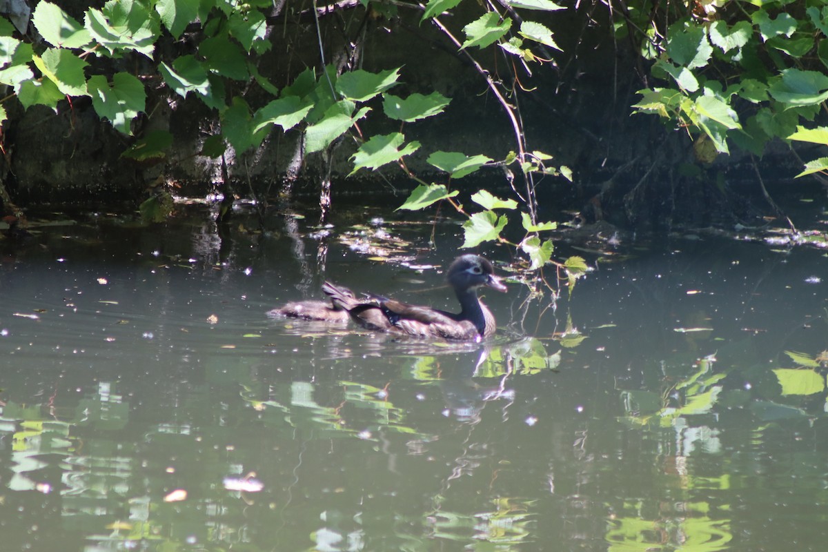 Wood Duck - ML620826273