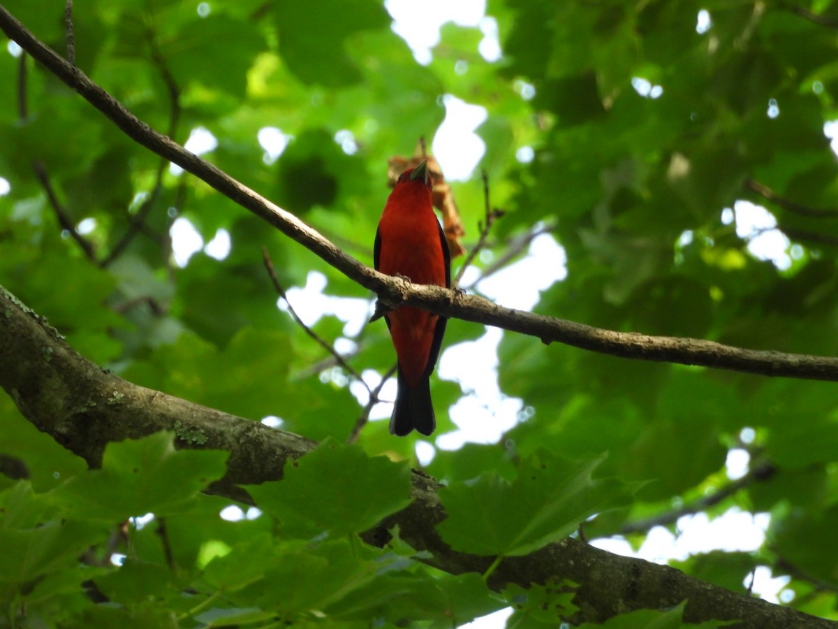 Scarlet Tanager - ML620826274