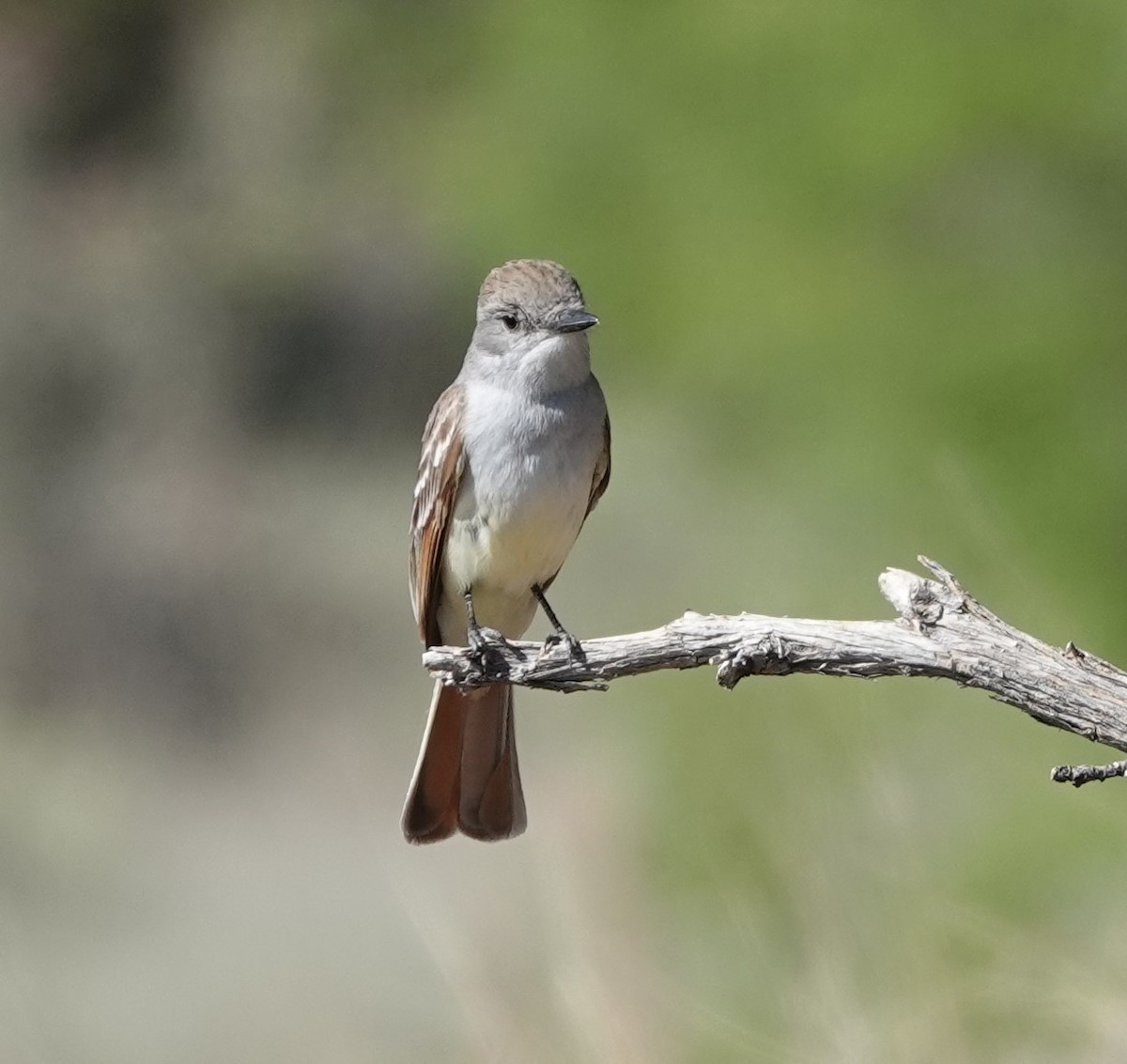 Ash-throated Flycatcher - ML620826277