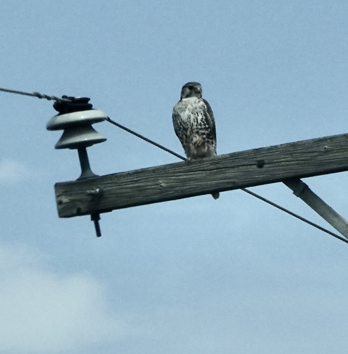 Prairie Falcon - ML620826278