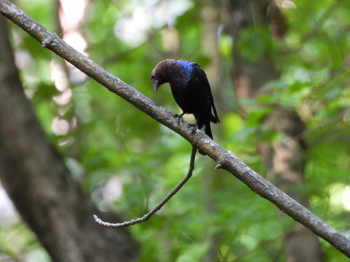 Brown-headed Cowbird - Theresa Musto