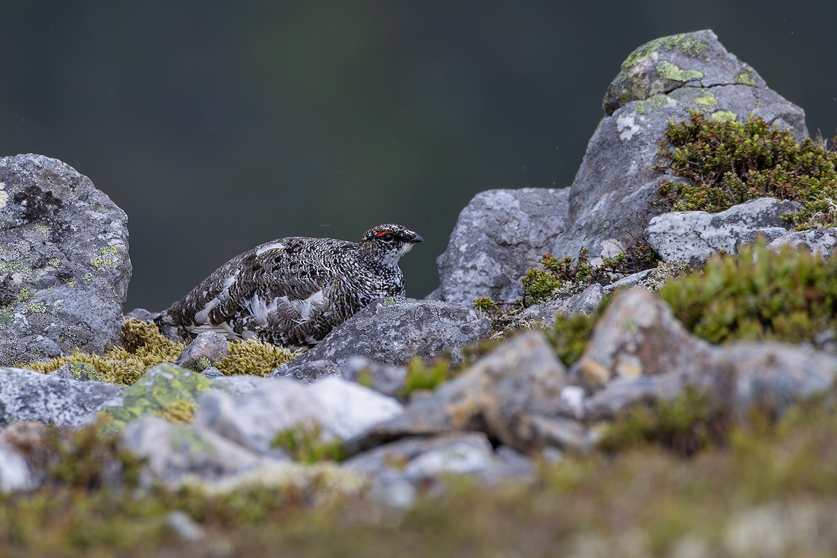 Rock Ptarmigan - ML620826284