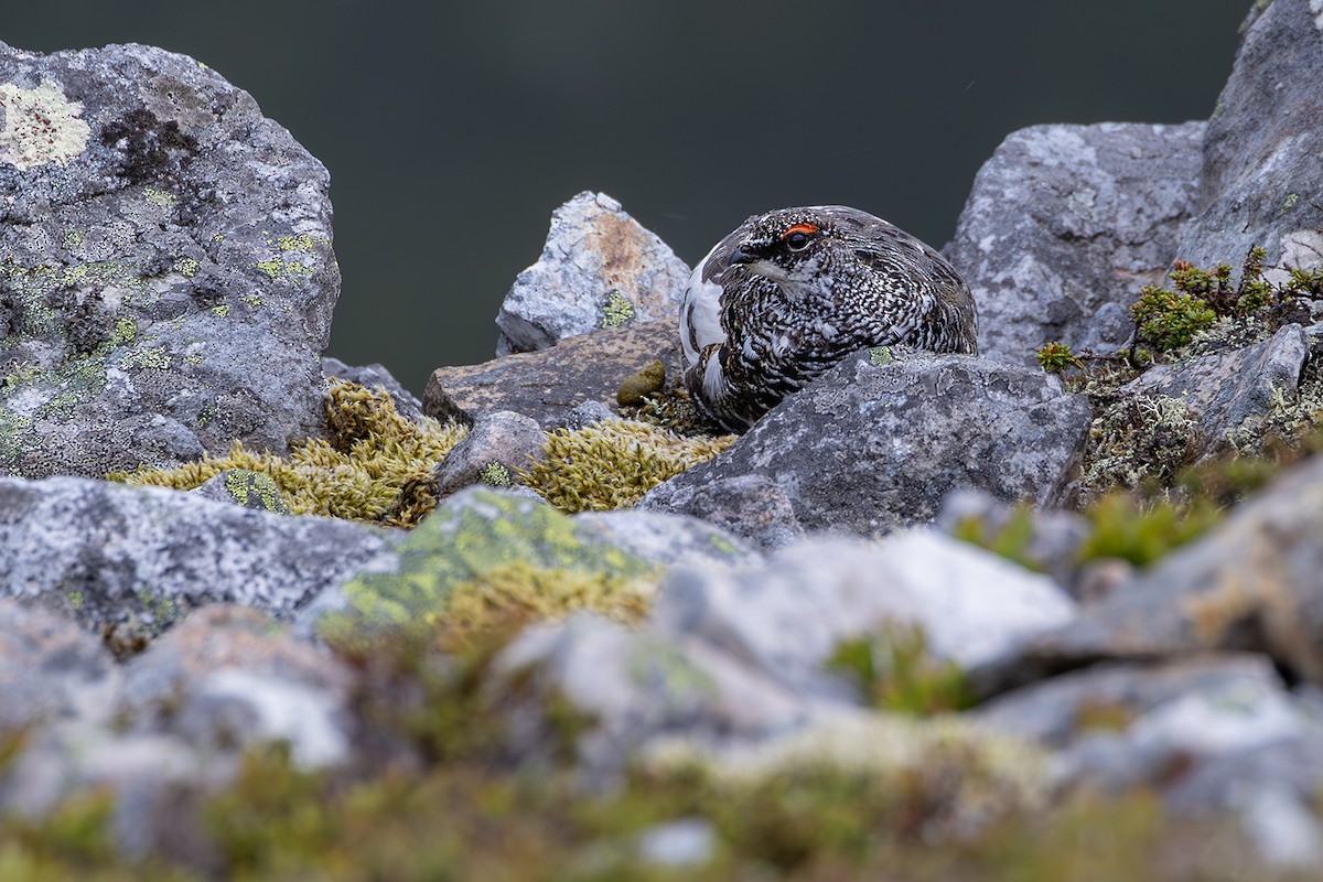 Alpenschneehuhn - ML620826285