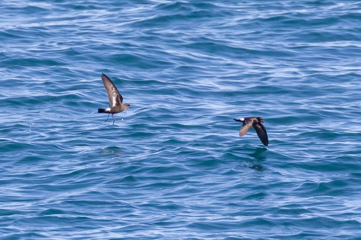 European Storm-Petrel - ML620826288