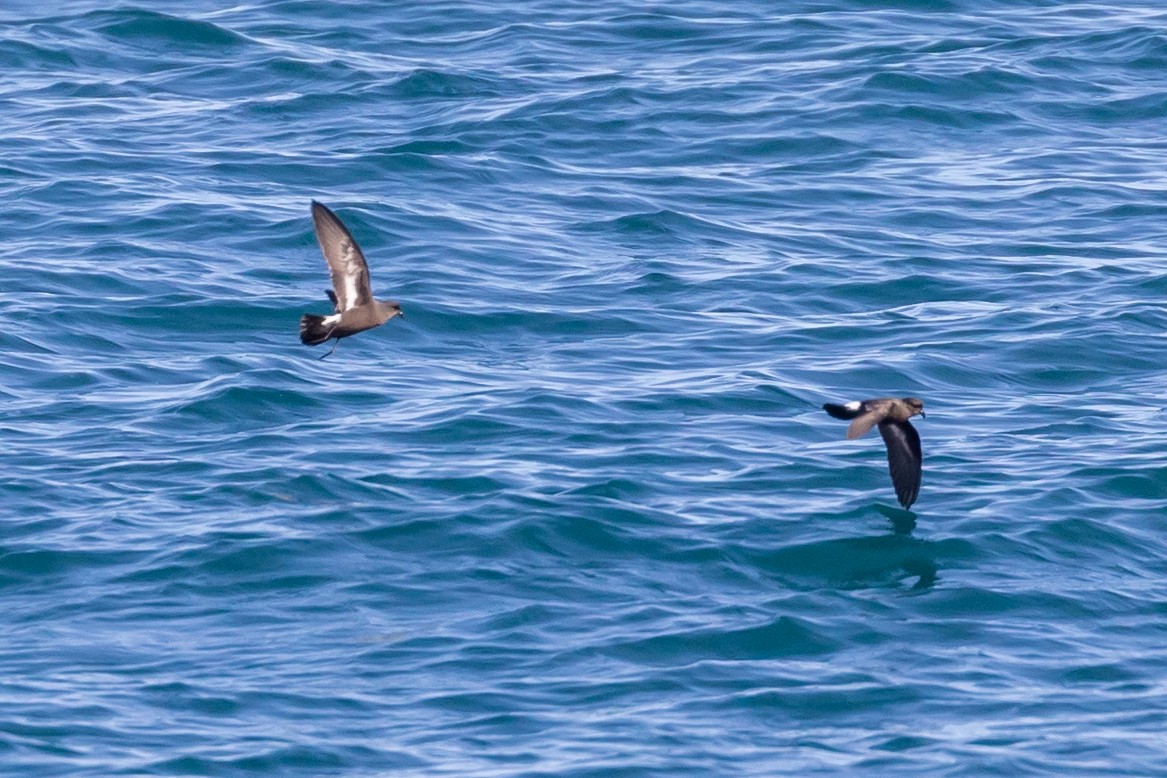 European Storm-Petrel - ML620826289