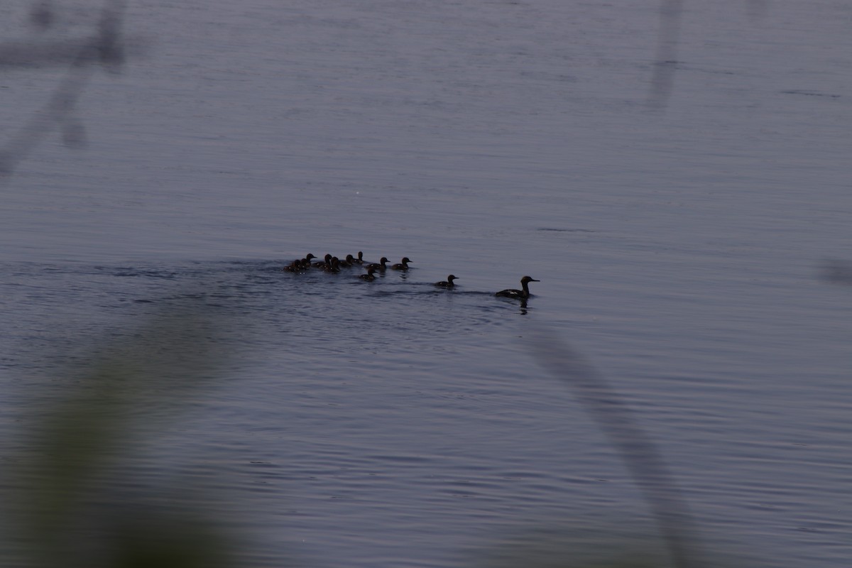 Red-breasted Merganser - ML620826290