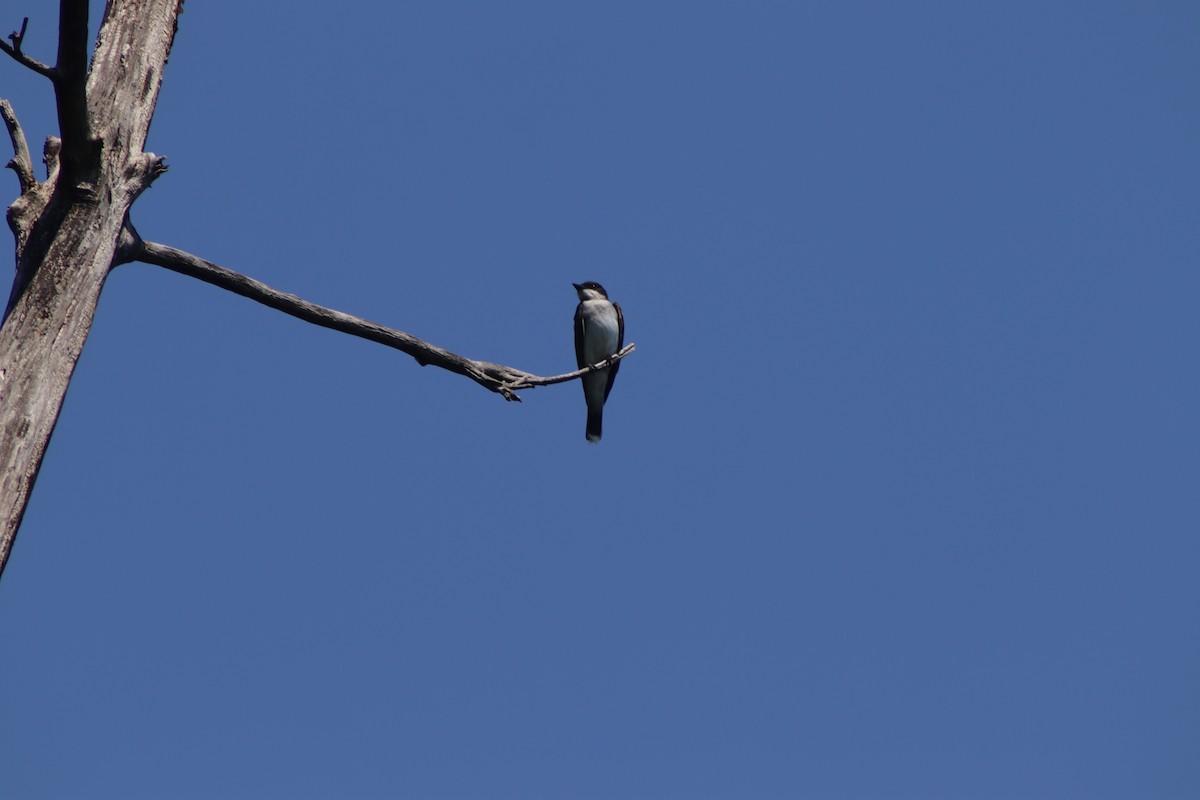 Eastern Kingbird - Cory Ruchlin