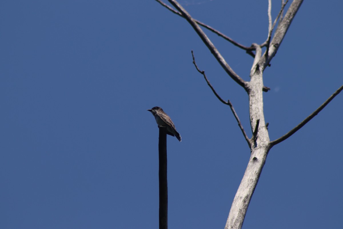 Eastern Kingbird - ML620826295